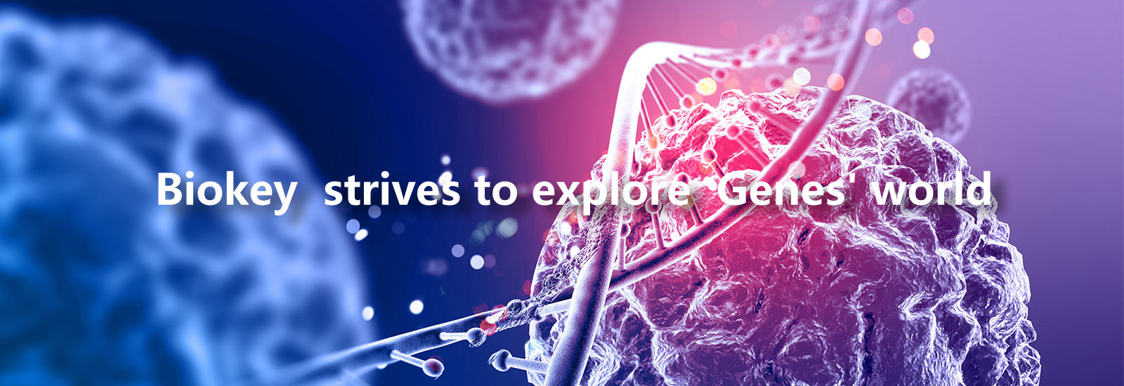 qualità Macchina del qPCR di RT fabbrica